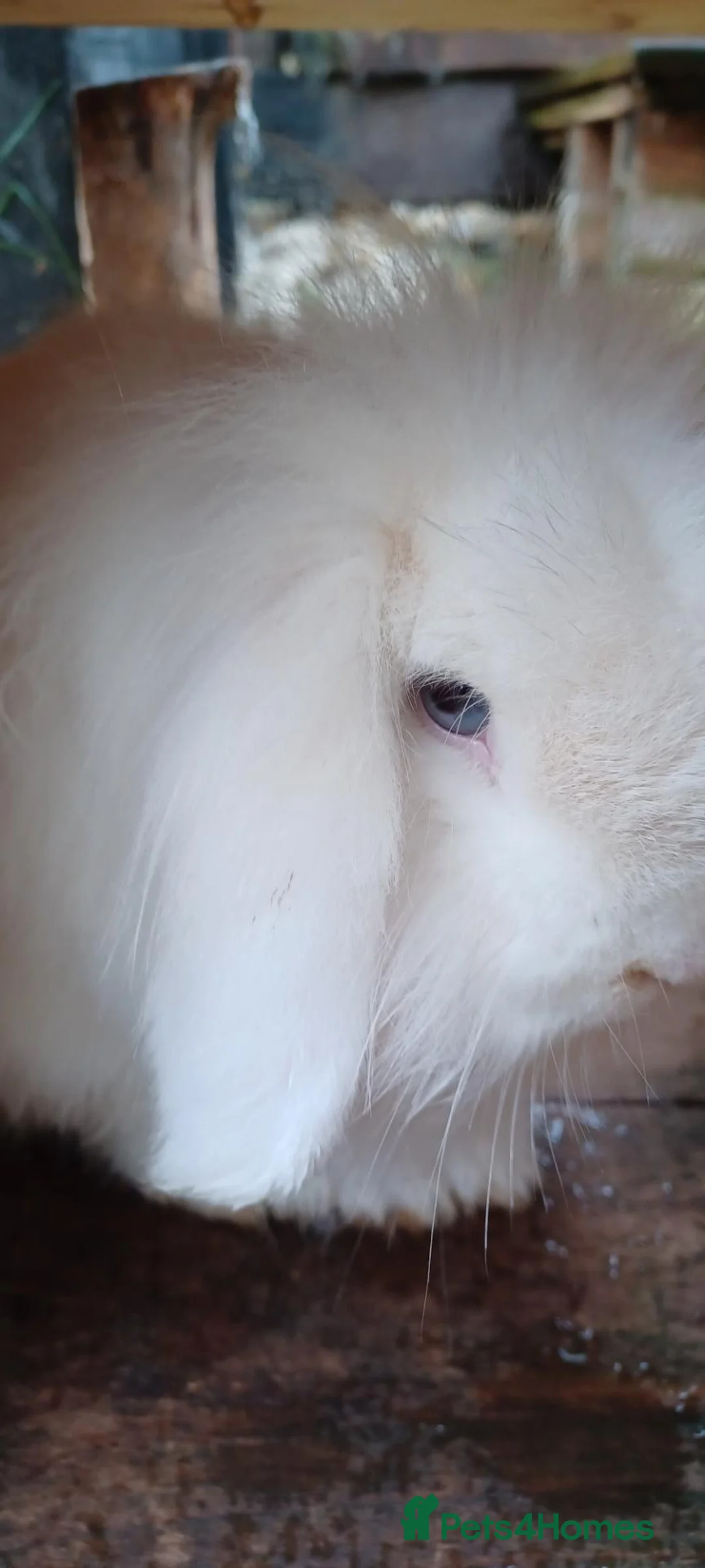 Mini Lop rabbits for sale: Mini lop. Male  in Coulsdon - Advert 1