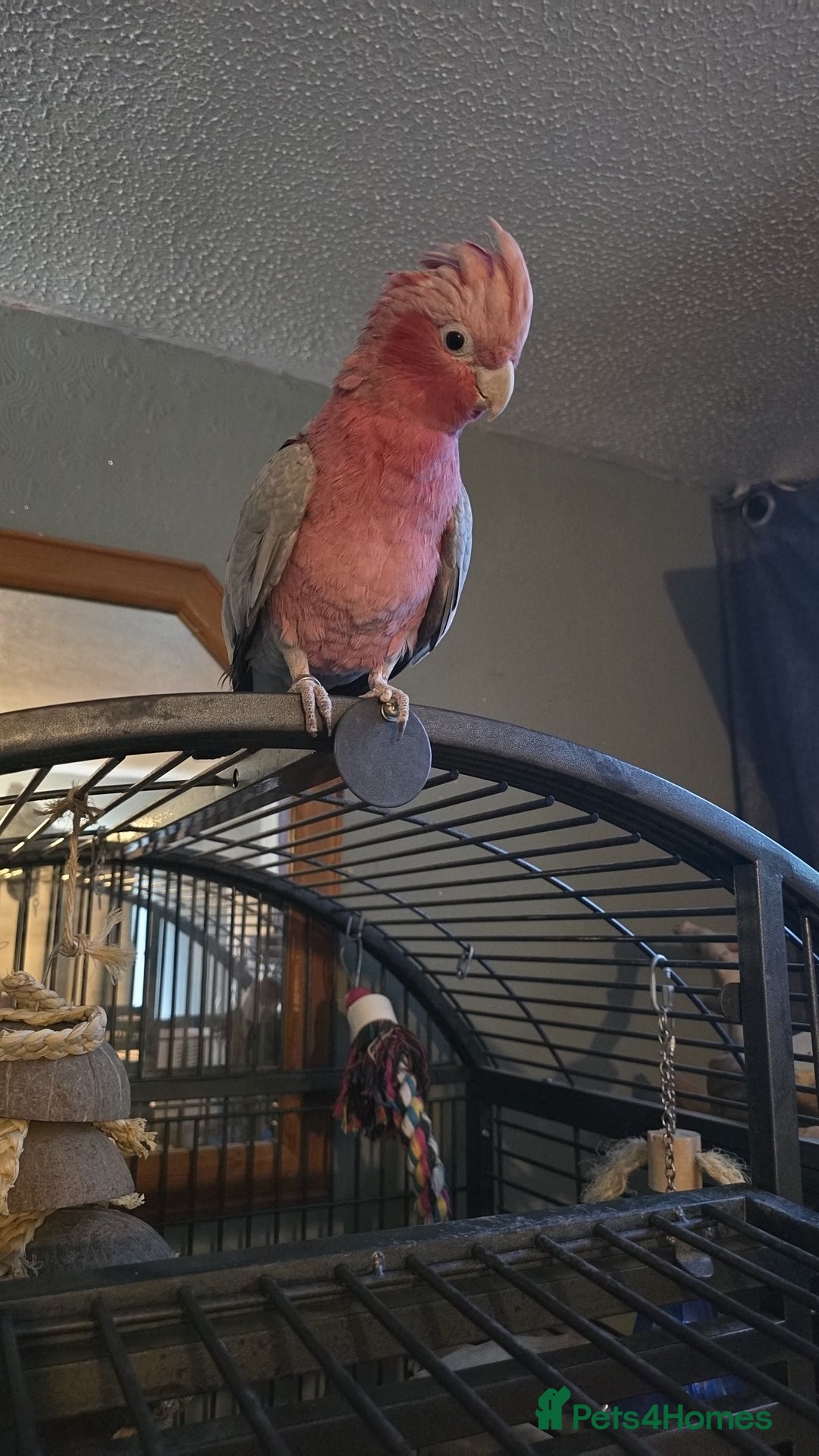 Parrots birds for sale: Beautiful parrot for sale  - Advert 7