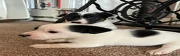 Jack Russell dogs for sale: Beautiful Jack Russell puppies  in Reading - Advert 8