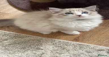 Ragdoll cats - Advert 15