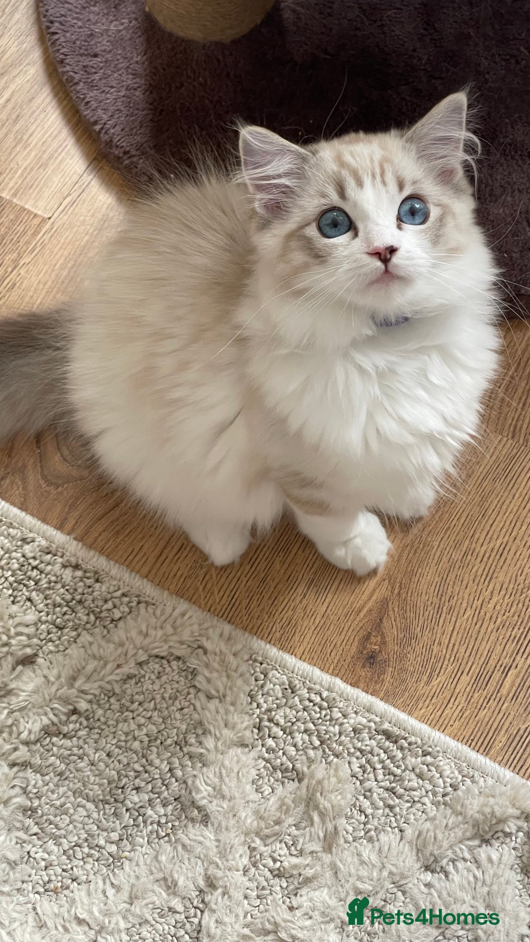 Ragdoll cats for sale: Ready now.   Ragdoll Kitten  - Image 2