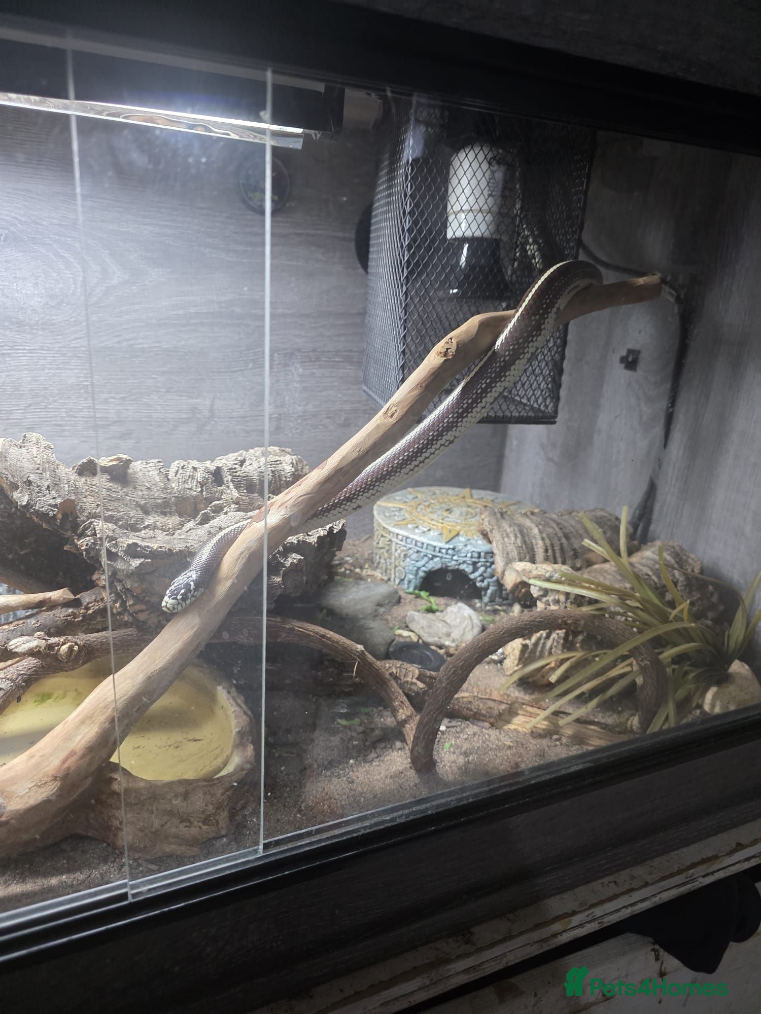 King Snake reptiles California king snake + FULL setup - Advert 8