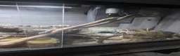 King Snake reptiles for sale: California king snake + FULL setup - Advert 1