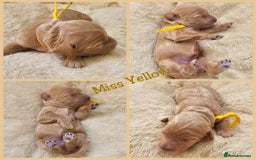 Australian Labradoodle dogs for sale: STUNNING FULLY HEALTH TESTED PUPPIES 🌟🐾 - Image 7