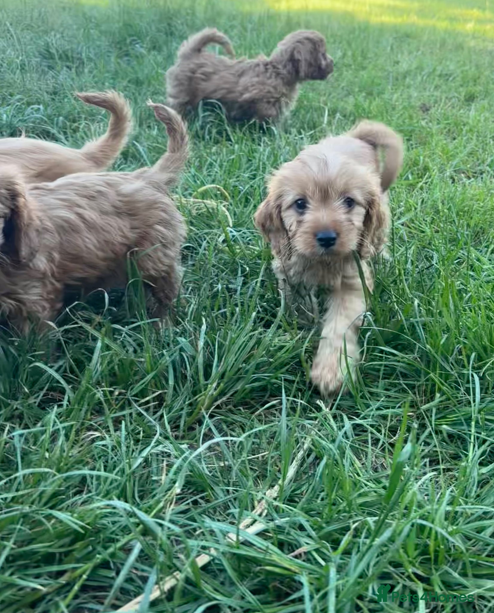 Cavapoo dogs for sale: Beautiful red girls and boys available  in Sittingbourne - Advert 21