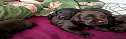 Labradoodle dogs for sale: Beautiful Labrador × Labradoodle Puppies  in Alfreton - Advert 27