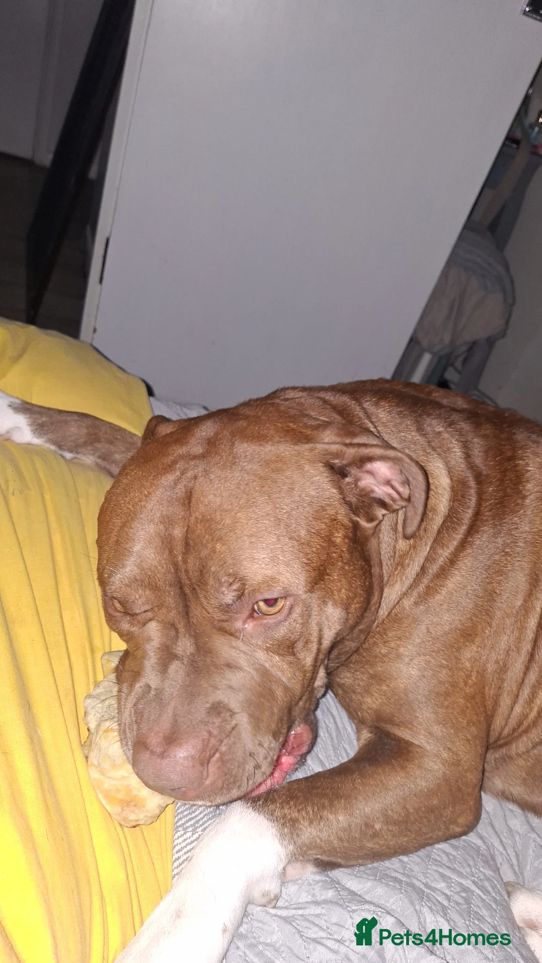 Mixed Breed dogs for sale: Male dog  in Ashford - Advert 2