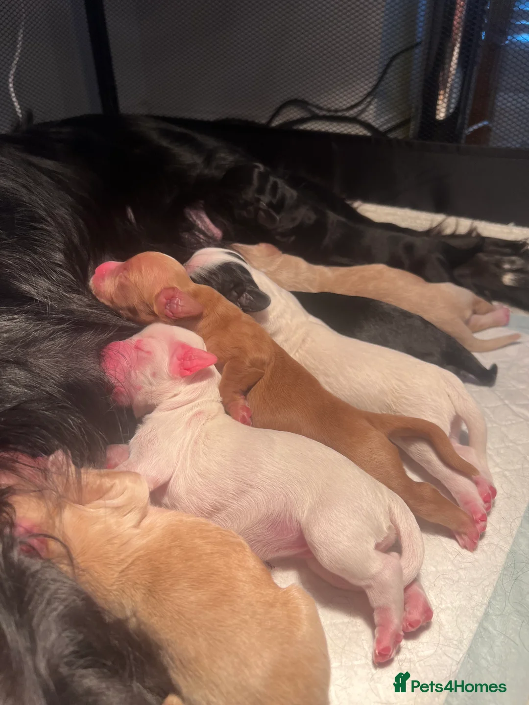 Cocker Spaniel dogs for sale: Working cocker spaniel puppies - Advert 4