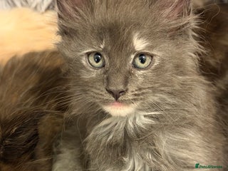 Maine Coon cats TICA REGISTERED MAINE COON KITTENS - Advert 10