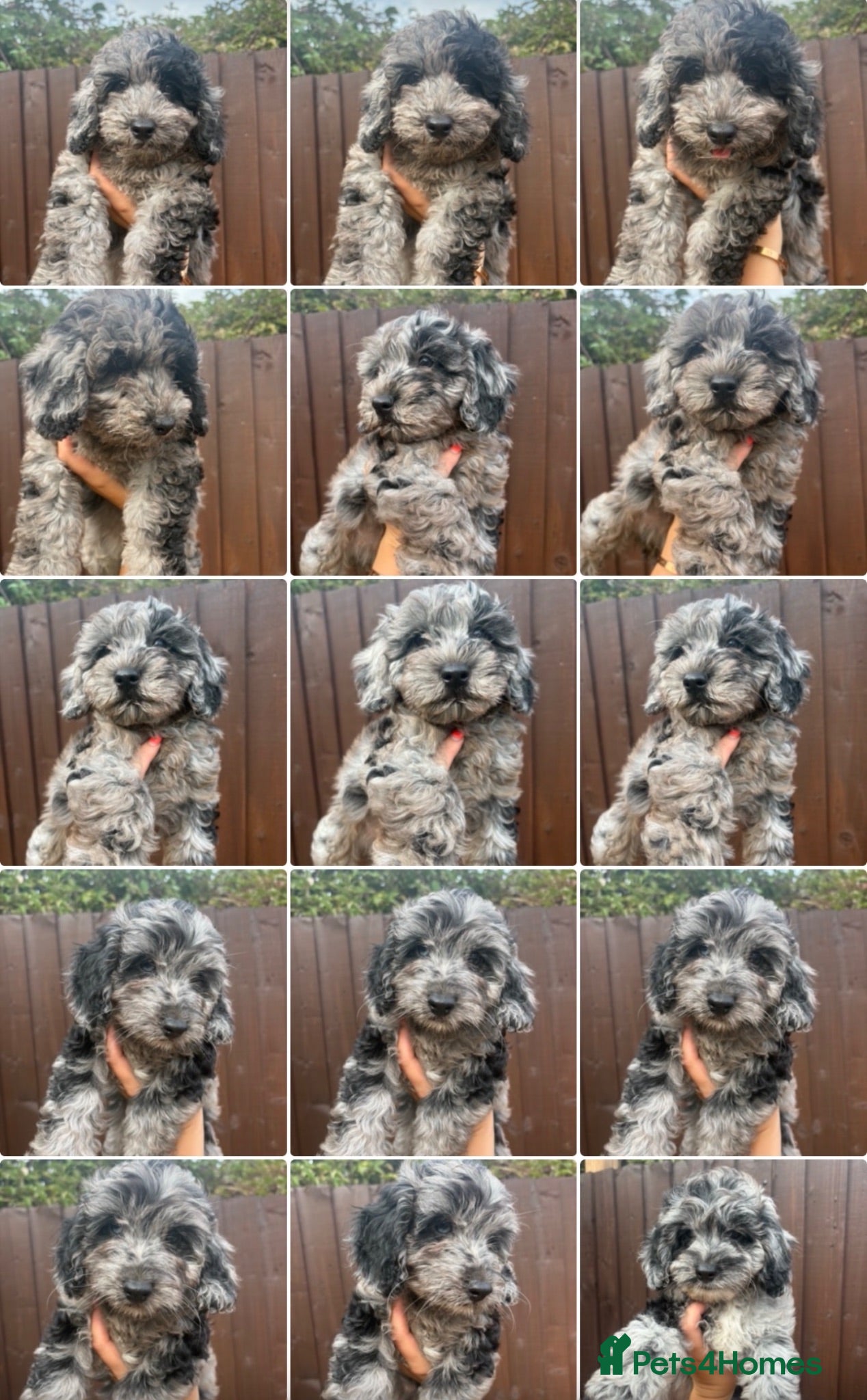 Cockapoo dogs Merle Cockapoo Pups - Ready Now - Advert 1