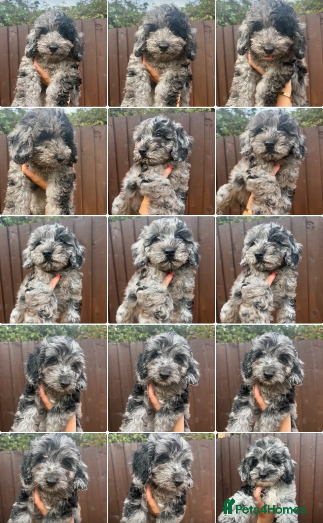 Cockapoo dogs for sale: Merle Cockapoo Pups - Ready Now - Advert 1