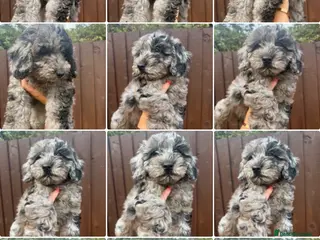 Cockapoo dogs Merle Cockapoo Pups - Ready Now - Advert 1