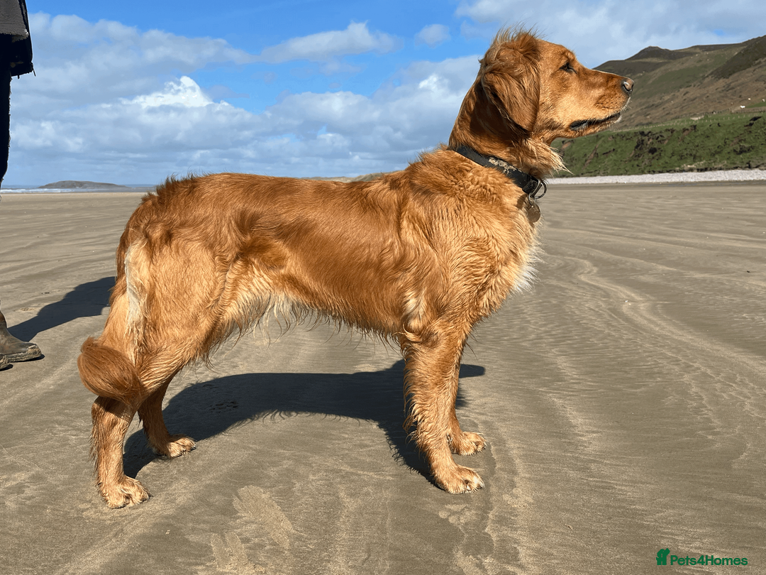 Golden Retriever dogs for sale: Working Golden Retrievers - 3 Males left  - Advert 6