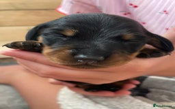 Miniature Dachshund dogs for sale: Miniature Dachshund Puppies   in Pontefract - Image 20
