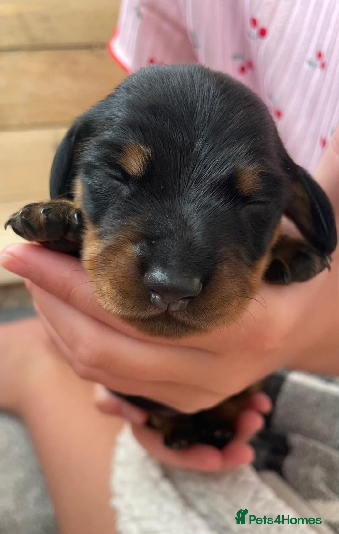 Miniature Dachshund dogs for sale: Miniature Dachshund Puppies   in Pontefract - Image 20