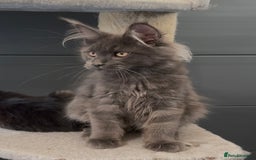 Maine Coon cats for sale: XL maine coon kittens Russia bloodlines Ready Now - Image 11