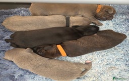 Staffordshire Bull Terrier dogs for sale: Stunning KC Staffs Very Unique colours - Image 28