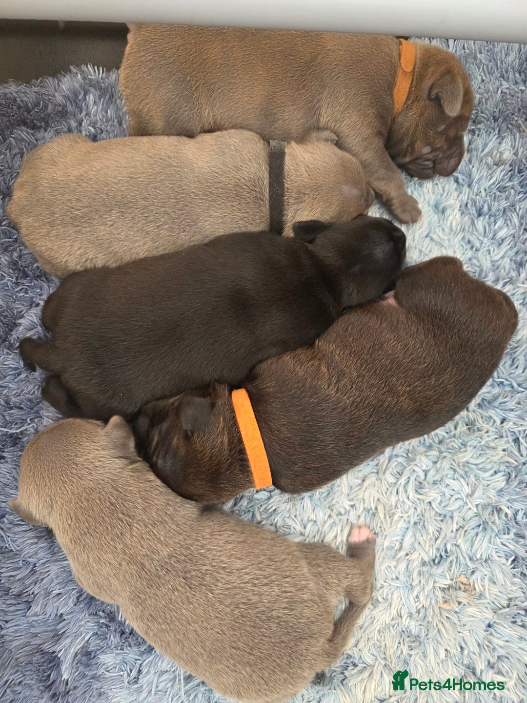 Staffordshire Bull Terrier dogs for sale: Stunning KC Staffs Very Unique colours - Image 28
