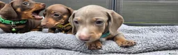 Dachshund dogs for sale: Dacshund Puppies Ready on 27/6!!! - Advert 13