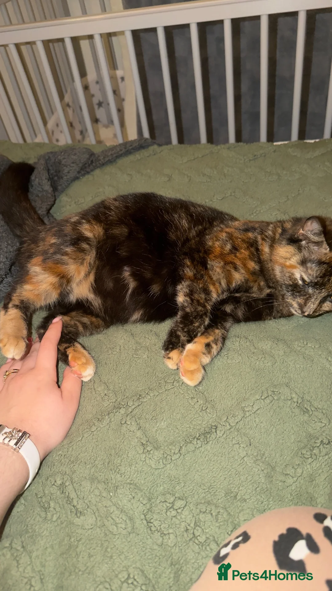 Mixed Breed cats for sale: ❤️Adorable Kittens Looking Parents ❤️ - Advert 1