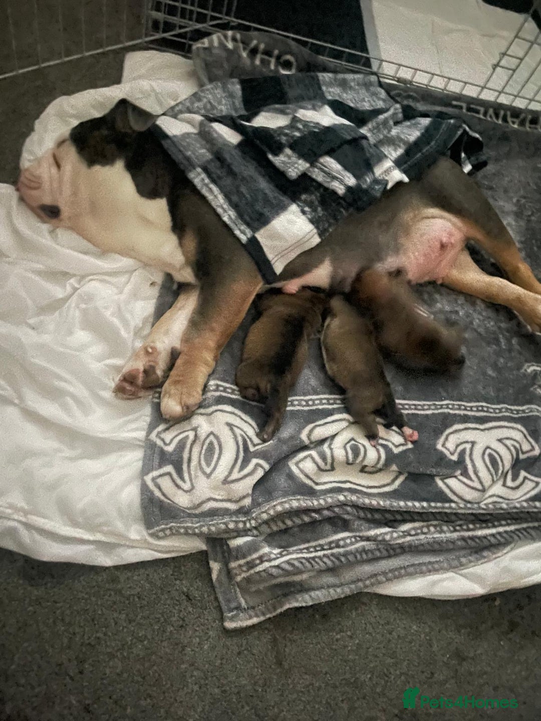 Mixed Breed dogs for sale: 3 beautiful puppies ready for there forever homes  - Advert 1