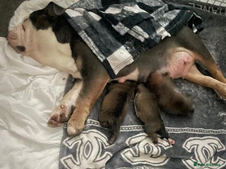 Mixed Breed dogs 3 beautiful puppies ready for there forever homes - Advert 1