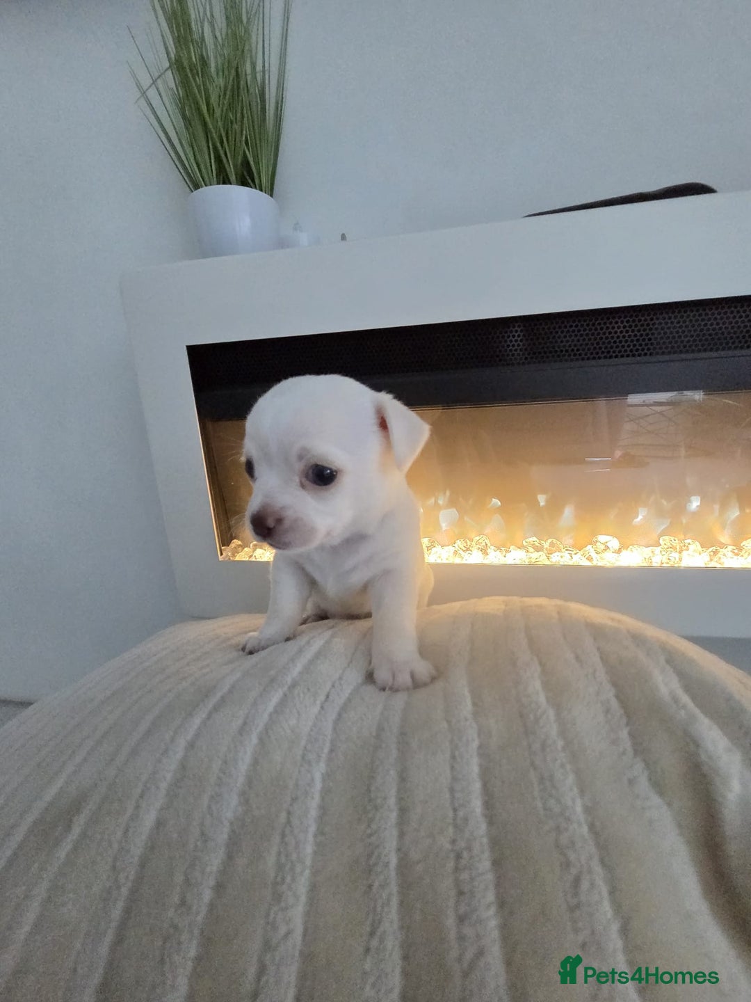 Chihuahua dogs for sale: Chihuahua puppies - Image 4