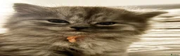 British Longhair cats for sale: 2 British longhair girls - Advert 2
