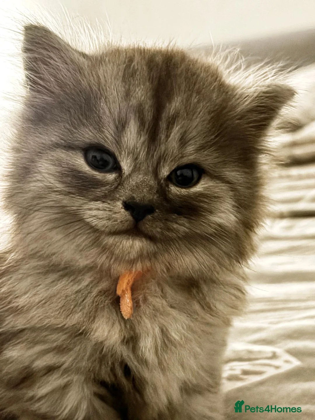 British Longhair cats for sale: 2 British longhair girls - Advert 2