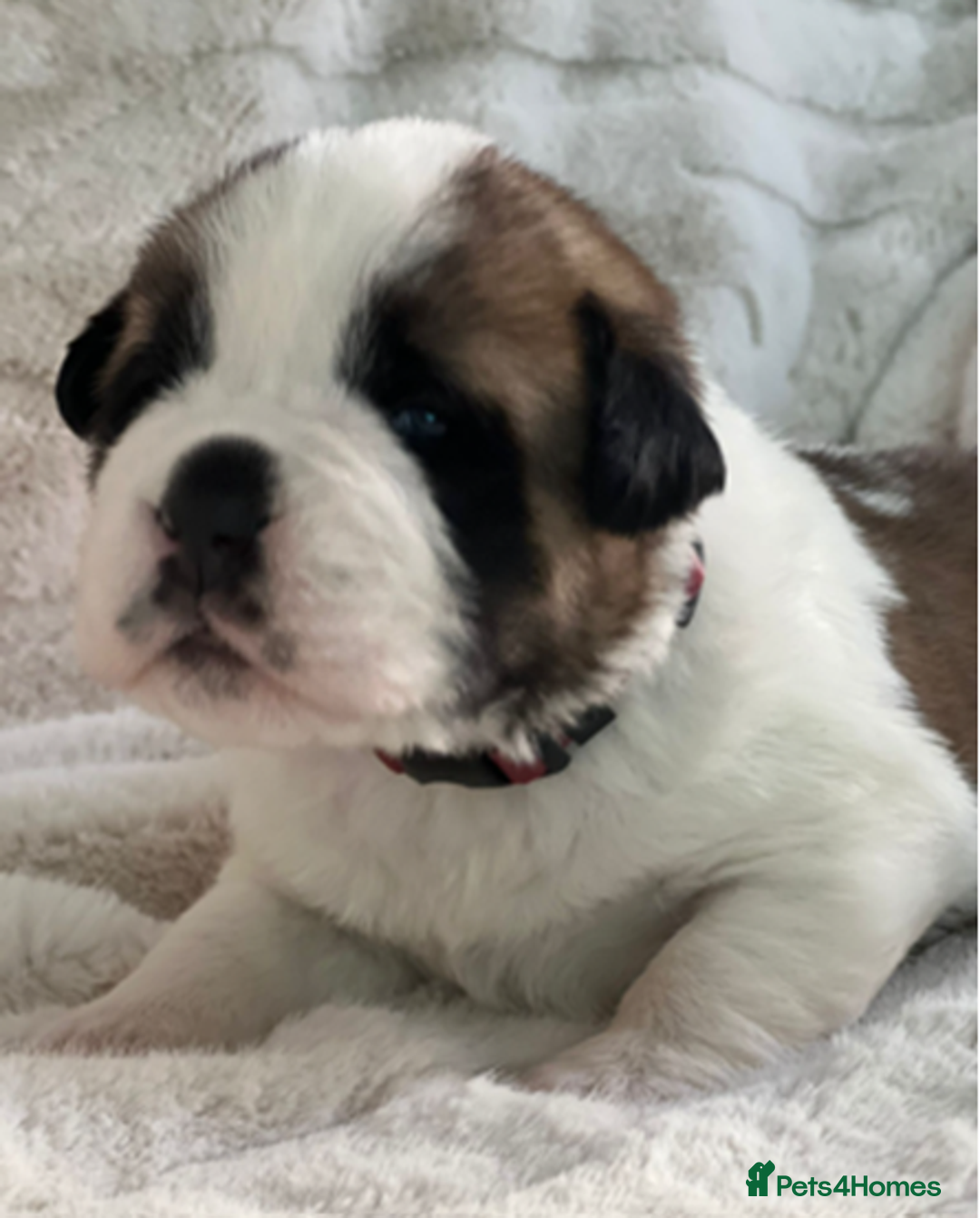 Saint Bernard dogs for sale: Exceptional St. Bernard Puppies ~ Health Tested - Advert 4