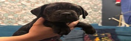 Cane Corso dogs for sale: Exceptional Quality Full Pedigree  - Advert 36