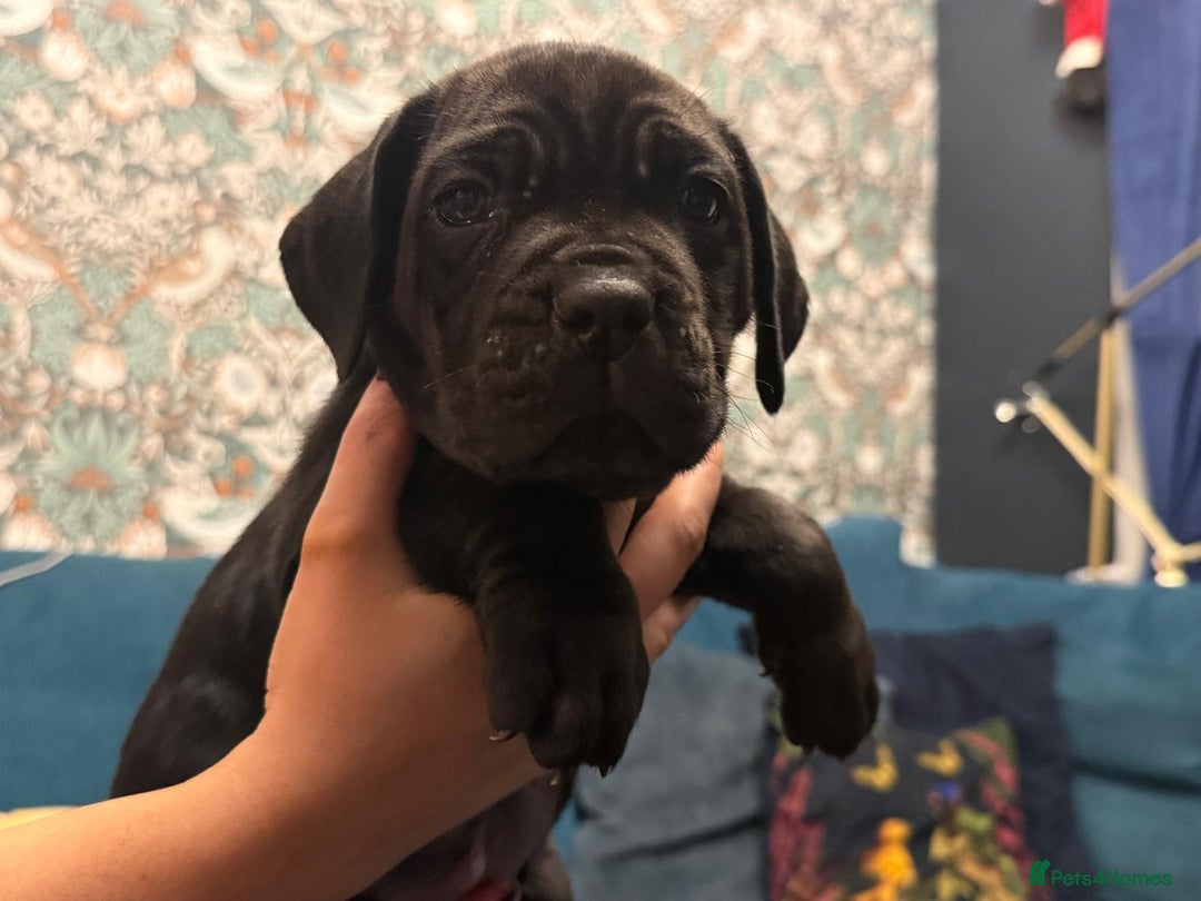 Cane Corso dogs for sale: Exceptional Quality Full Pedigree  - Advert 36