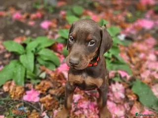 Dobermann dogs 🔥Ready Now Top Quality KC Registered pup's 🏆 - Advert 3