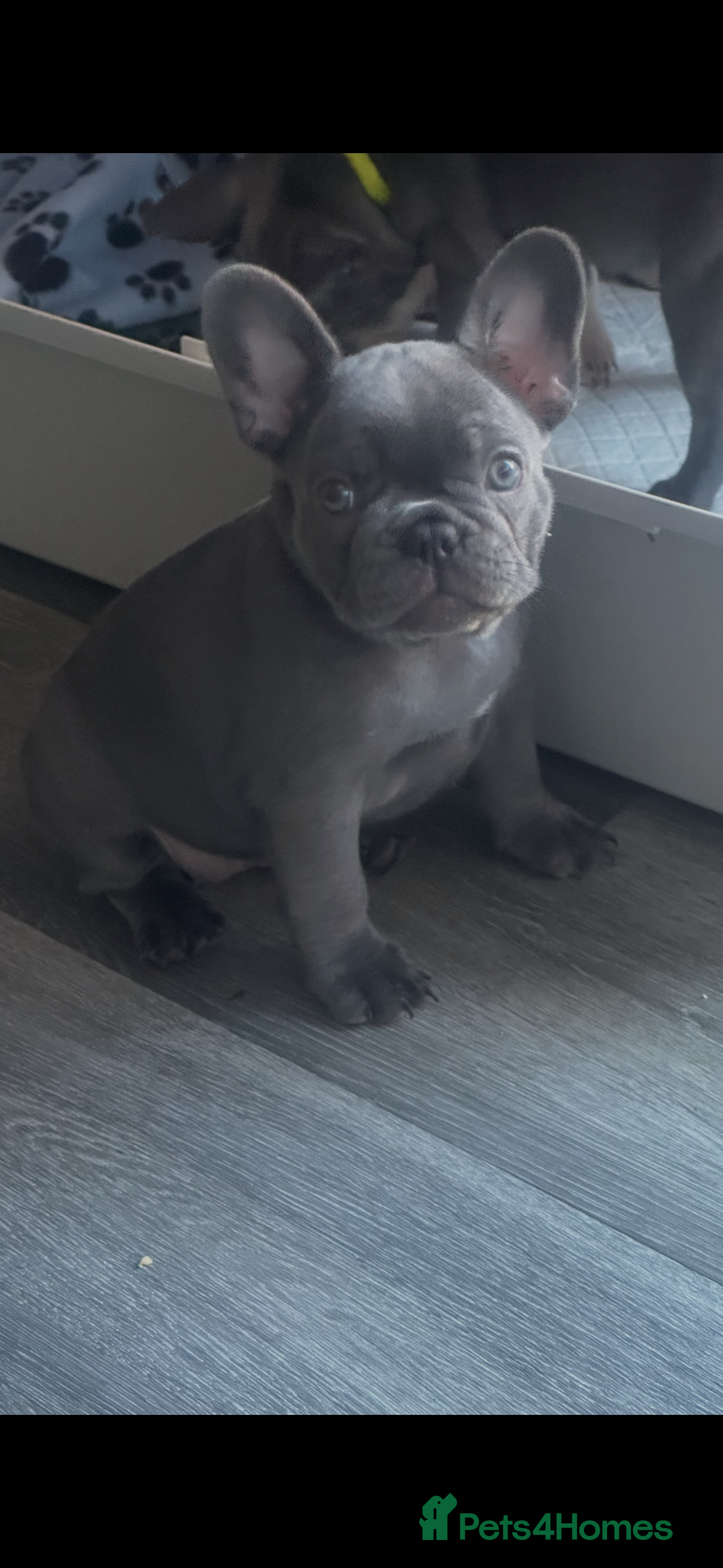 French Bulldog dogs KC REG PROPER FRENCH BULLDOGS - Advert 2