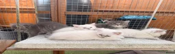 Persian cats for sale: 7 beautiful Persian x Ragdoll kittens - Advert 16