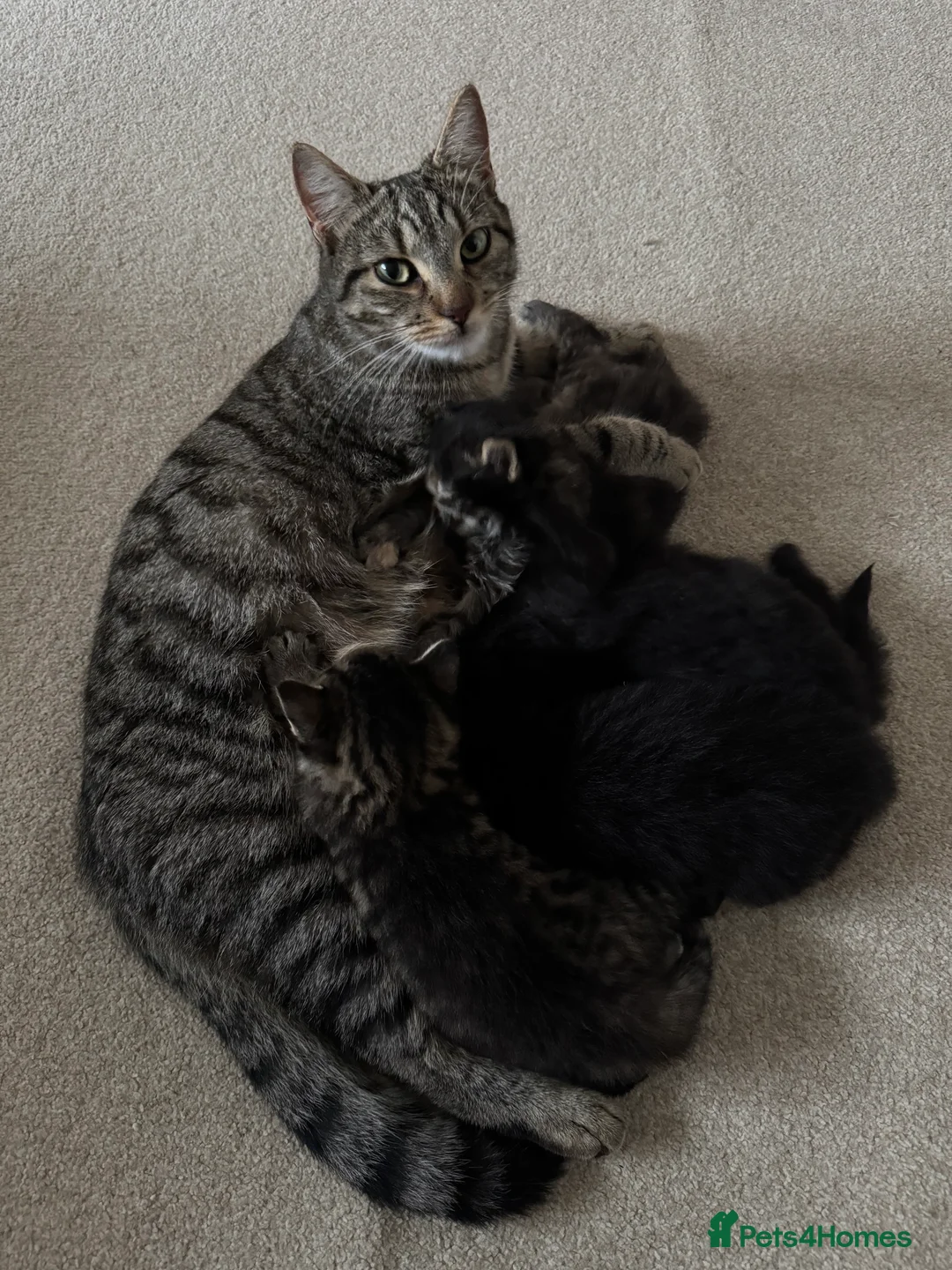 Mixed Breed cats for sale: 4 lovely kittens 🐈‍⬛ for sale - Advert 13