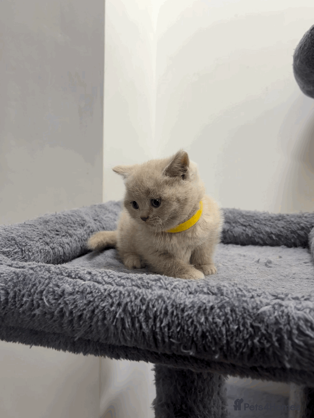 British Shorthair cats for sale: ❤️Beautiful British Shorthair For Sale❤️ - Advert 9