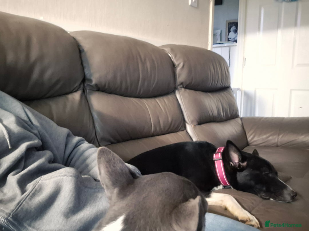 Mixed Breed dogs for sale: Female cross breed - Advert 2