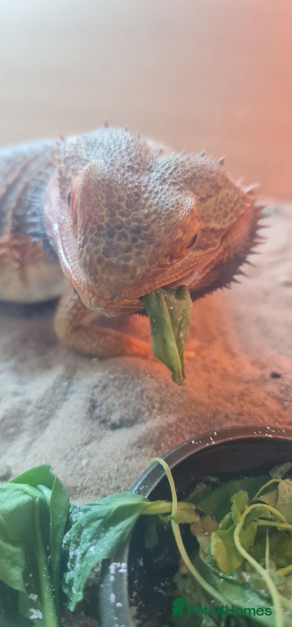 Bearded Dragon reptiles Adult male + female package - Advert 13