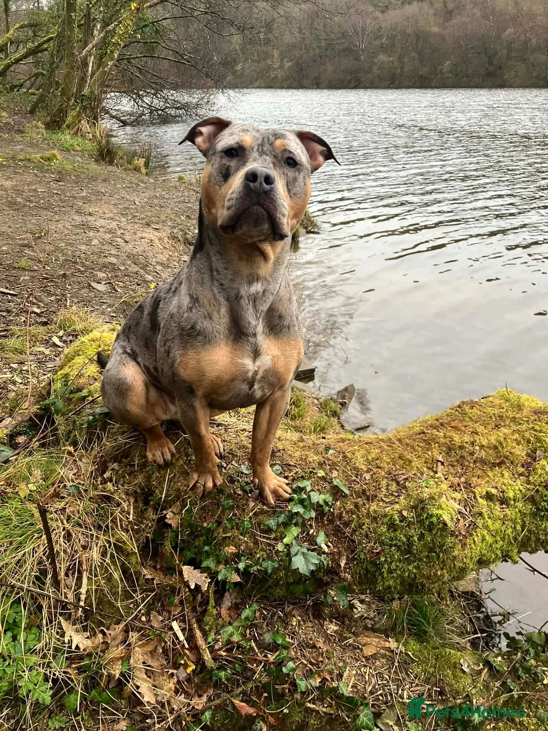 Mixed Breed dogs for sale: Exotic american bulldog cross staffy  - Advert 10