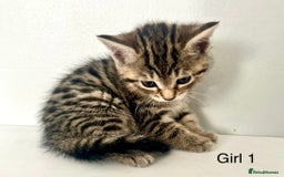 Bengal cats for sale: Gorgeous Bengal kittens ready on go 26th September - Image 4