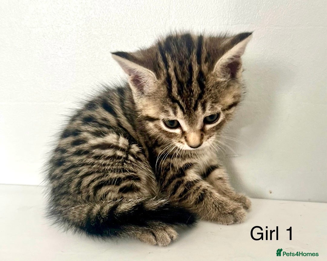 Bengal cats for sale: Gorgeous Bengal kittens ready on go 26th September - Image 4