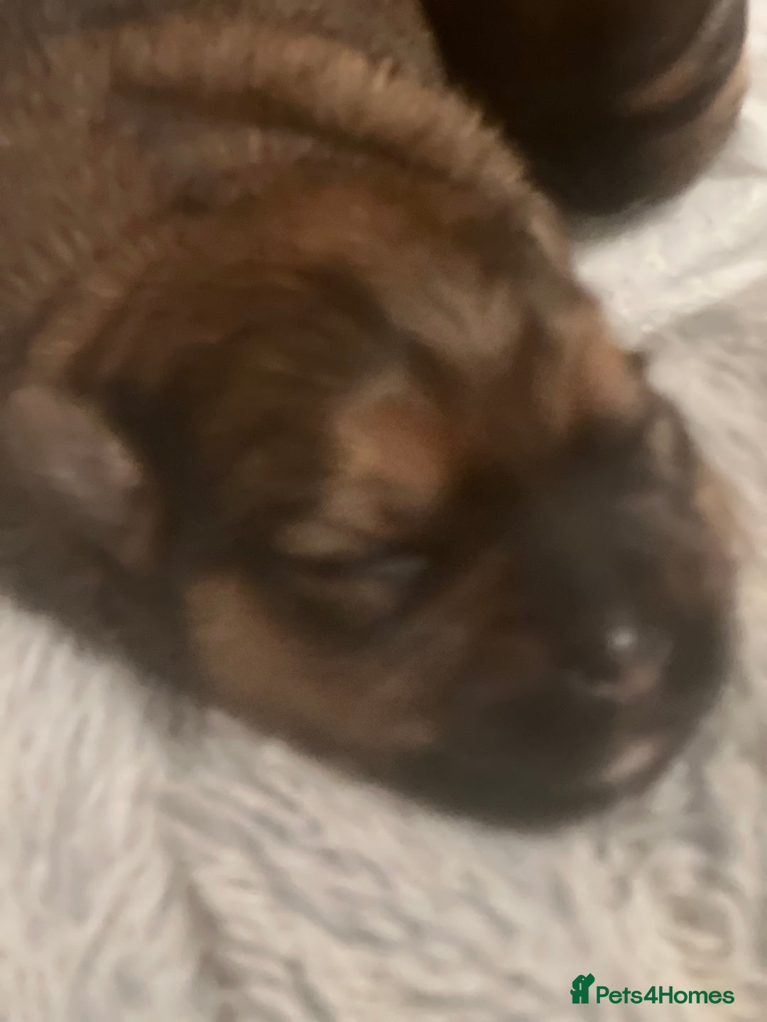 Yorkshire Terrier dogs for sale: Beautiful Chocolate Orange Yorkshire Terriers - Image 21