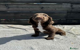 Cocker Spaniel dogs for sale: KC Cocker Spaniel pups  - Image 7