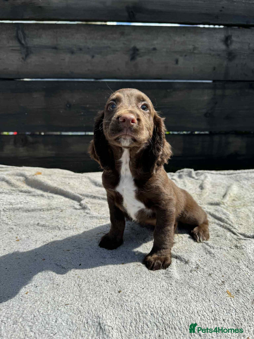 Cocker Spaniel dogs for sale: KC Cocker Spaniel pups  - Image 7