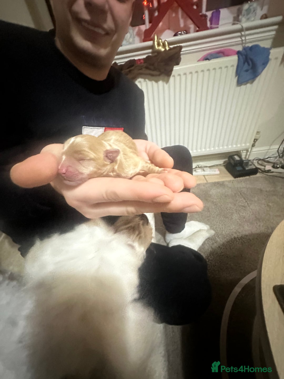 Maltipoo dogs for sale: Maltipoo Boy  - Advert 2