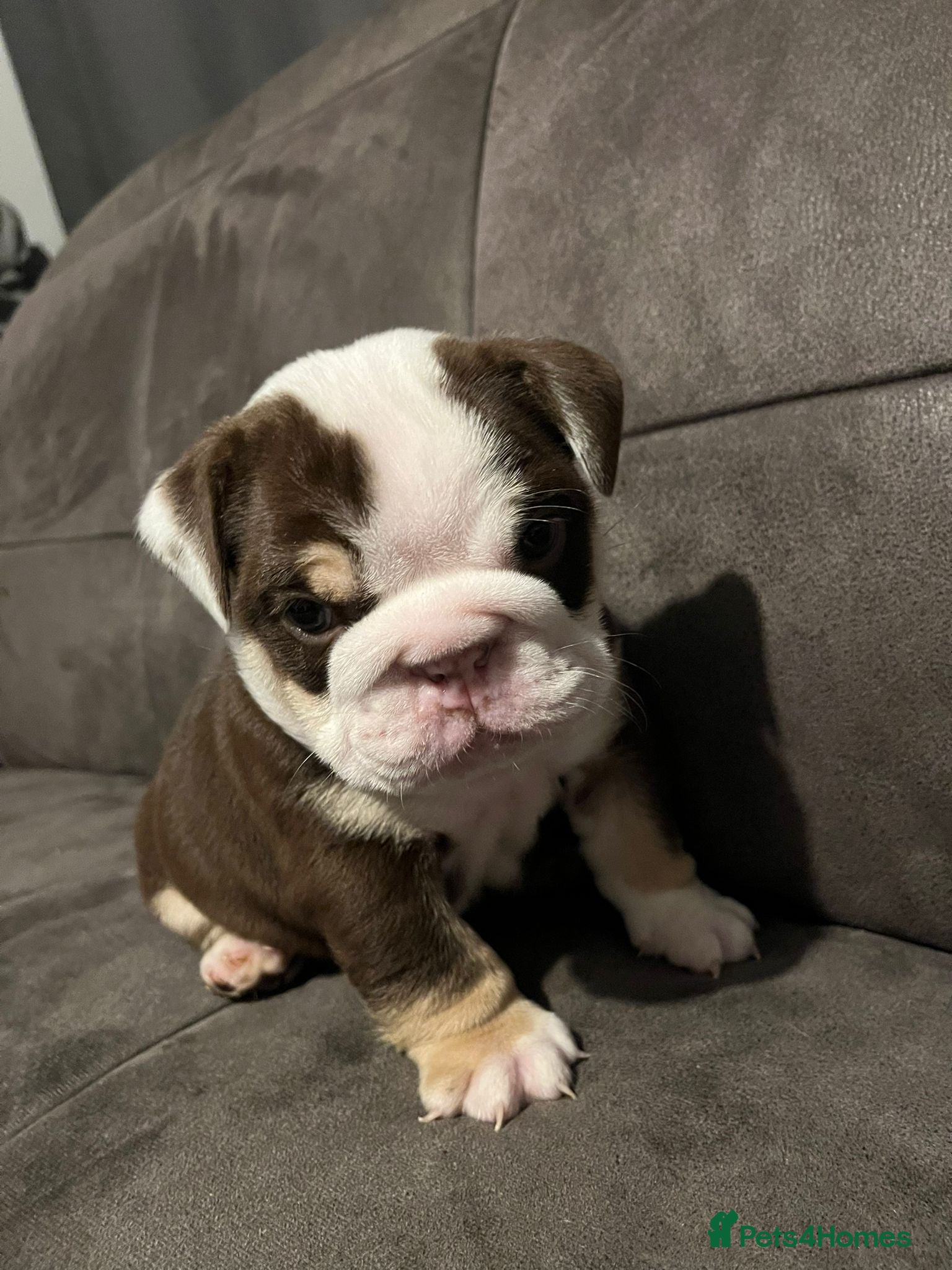 English Bulldog dogs TOP CLASS  English Bull Dog puppies  - Advert 5