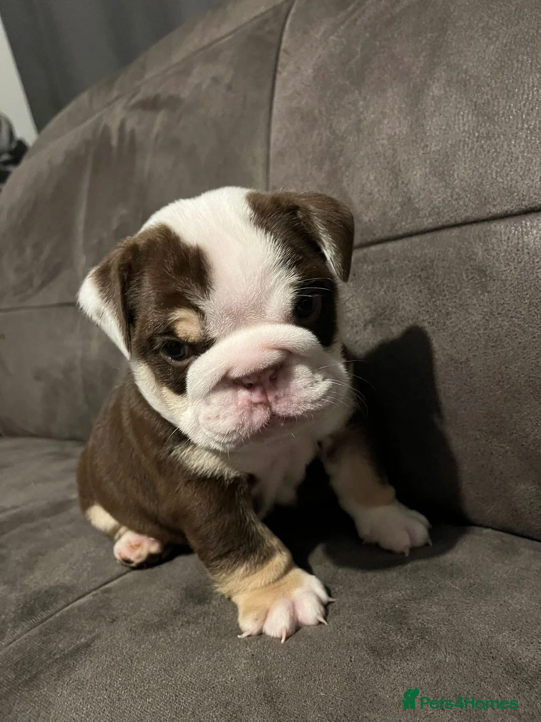 English Bulldog dogs for sale: TOP CLASS  English Bull Dog puppies  - Advert 1