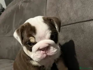 English Bulldog dogs TOP CLASS English Bull Dog puppies - Advert 5