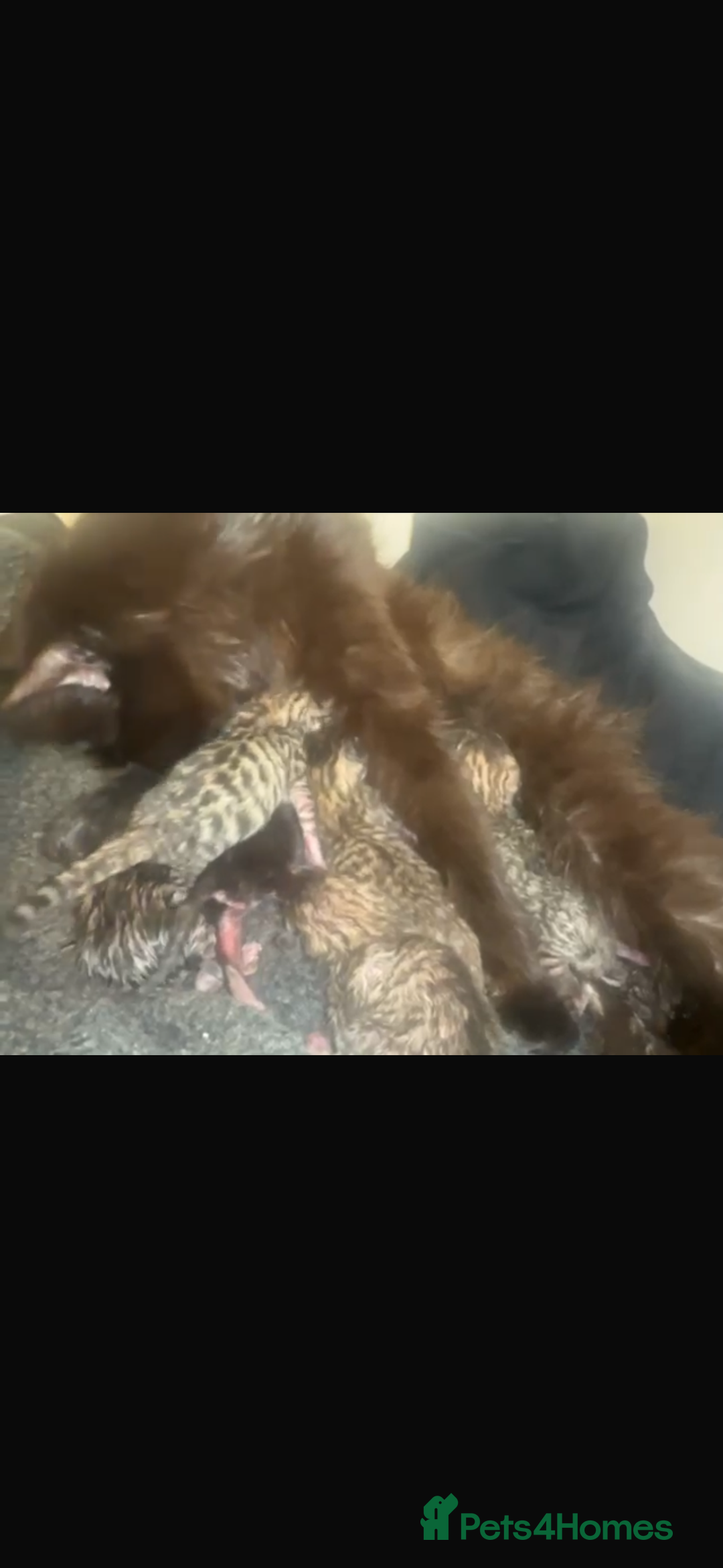Mixed Breed cats for sale: BEAUTIFUL KITTENS FOR SALE - Image 8
